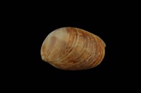 藏品(玉螺)的圖片